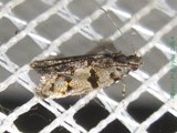 Metachanda eucrytella